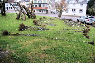 Verteilaktion der jungen Bäume in Ebnat-Kappel.